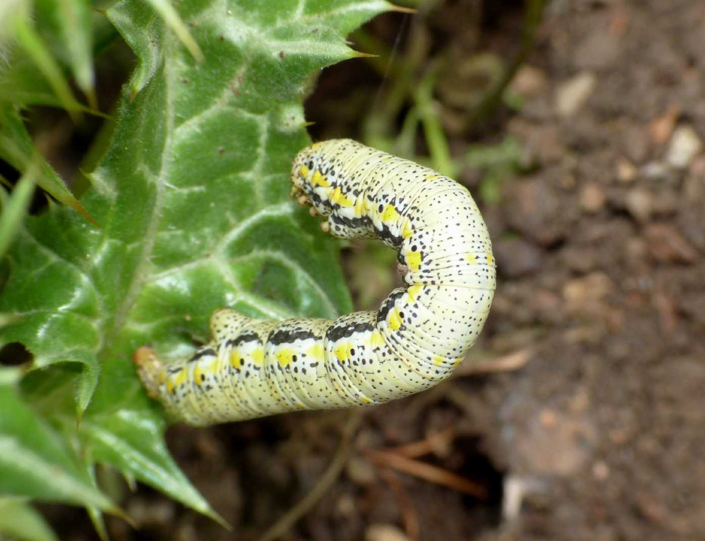 Geometridae(?) su cardo